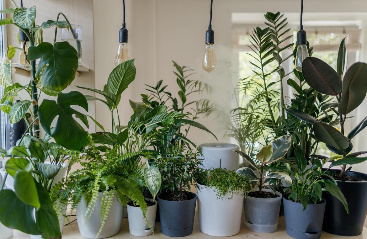 適合養在室內的植物有哪些？用室內植栽為空間增添一抹綠意吧